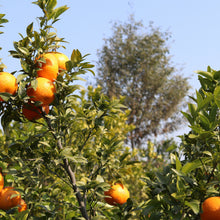 Load image into Gallery viewer, 5 Ideas from Global Diplomacy: System-wide Transformation Methods to Close the Compliance Gap and Advance the 2030 Sustainable Development Goals